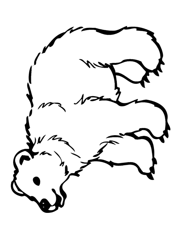 Bear
