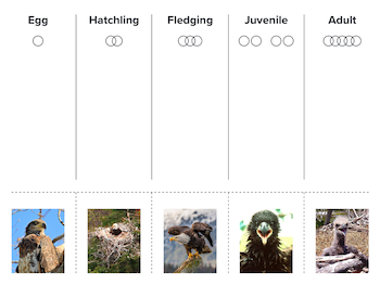 Eagle worksheet