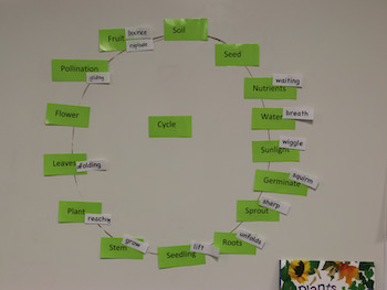 Plant Life Cycle words