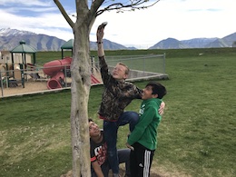 Boys and tree