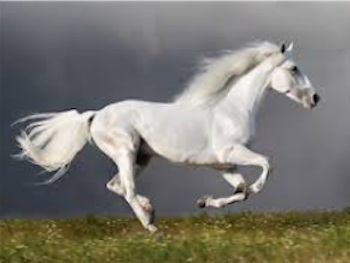 galloping horse