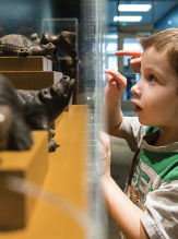 Child looking inside the glass of a museum display