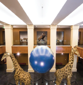 Two giraffes at the museum