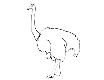 Oh Ostrich