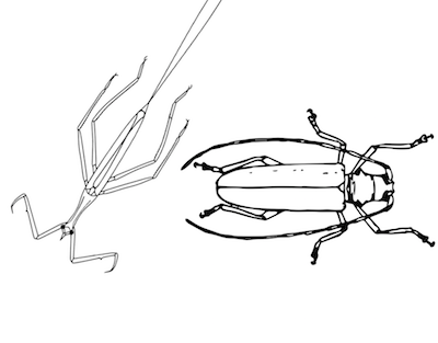 A Stick Bug and a Click Bug