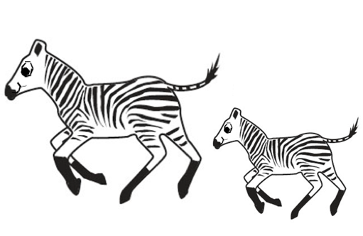 Zooming Zebras